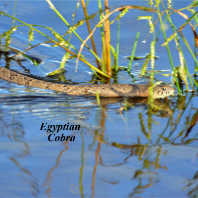 Egyptian Cobra